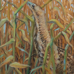 Roerdomp en riet