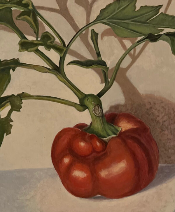 Paprika oogst