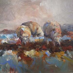 Schapen