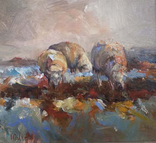 Schapen