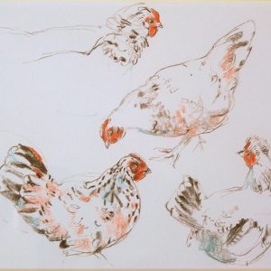 Kippenstudies