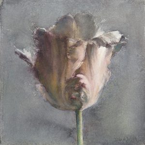 Parrot tulip