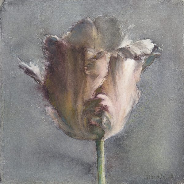 Parrot tulip