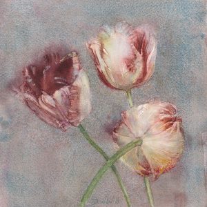 Rembrandttulp