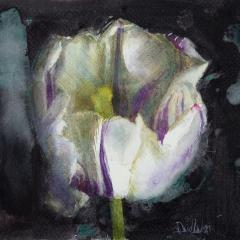 Tulp flaming beauty