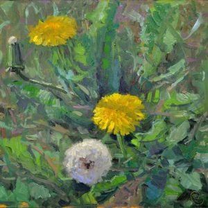 Paardenbloemen