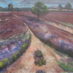 Onze mooie bloeiende heide