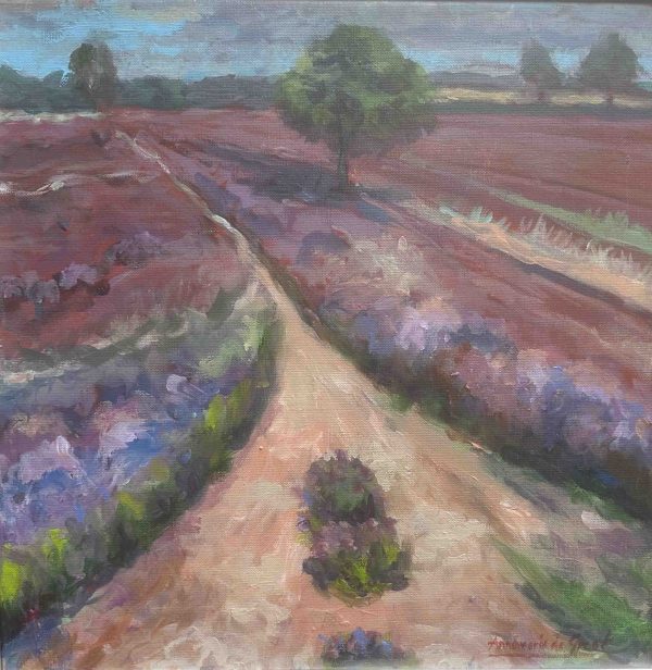 Onze mooie bloeiende heide