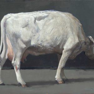 Witte koe