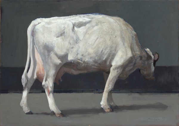 Witte koe