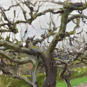 Appelbomen bij Oudendijk Warffum